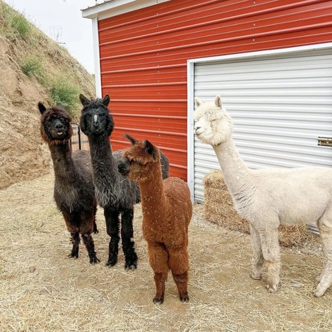 CHildren's Birthday Party Venue in Los Angeles on a Ranch with a Petting Zoo, Alpacas, Ducks and Lambs