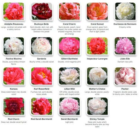 Peony color chart