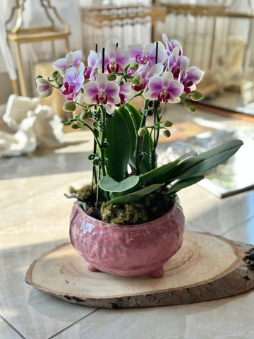 Pink Small Orchids in Pink Pot