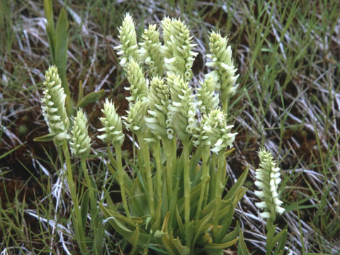 Hooded Lady's Tresses