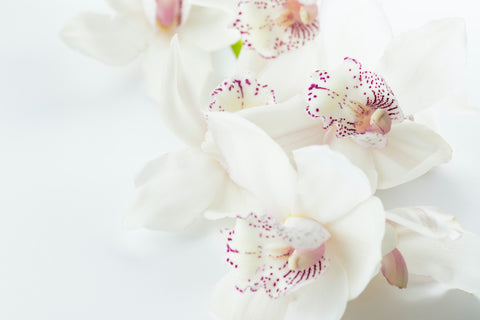 Orchids