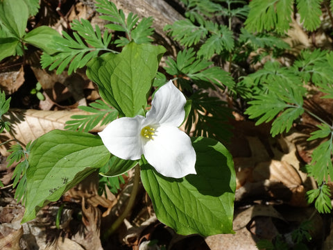 White Trillium