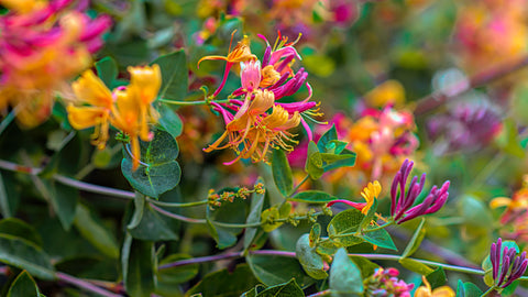 Wild honeysuckle