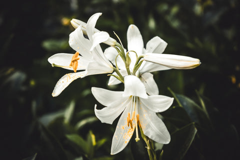 White lilies