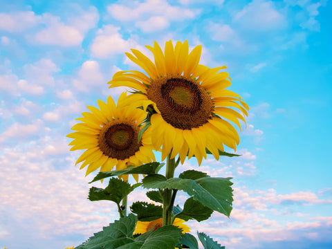 Sunflowers and clear blue sky