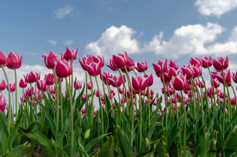 Pink tulips in field with cloudy blue sky above