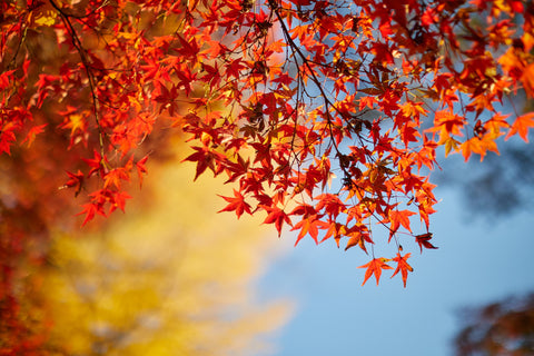 Maple leaf tree