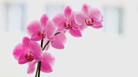 Pink orchid