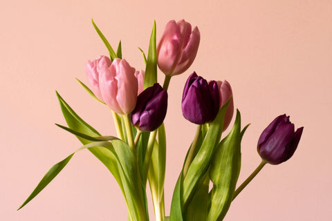 Pink and purple tulips against pink backdrop