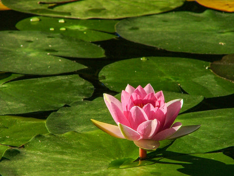 Pink water lily