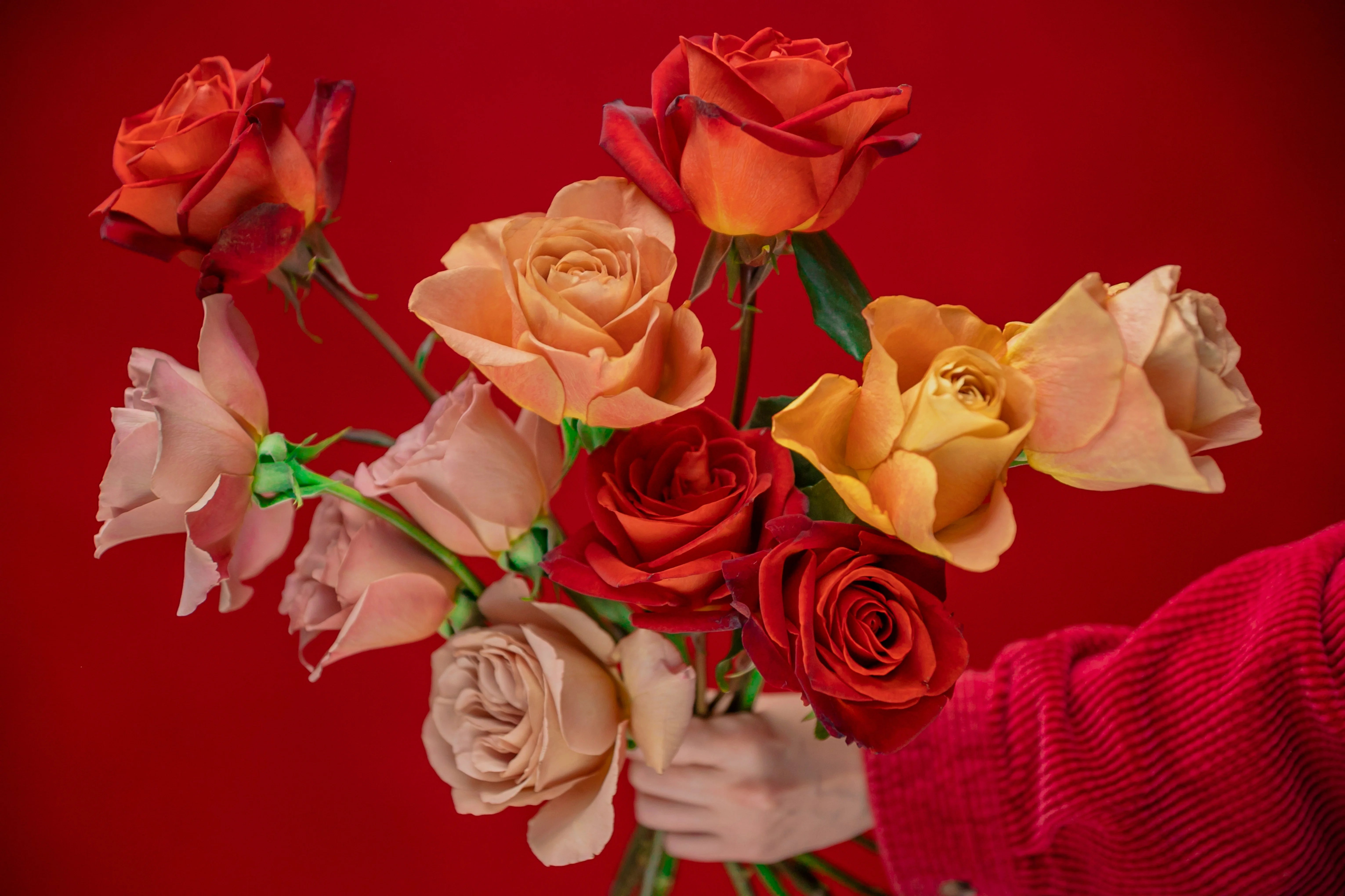 Hand holding peach red and pink roses against a red backdrop