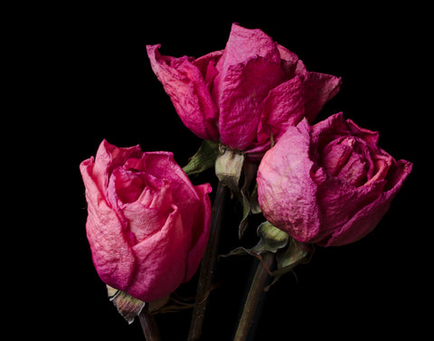 Pink roses on black backdrop