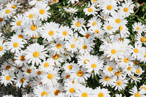 White daisies in a field