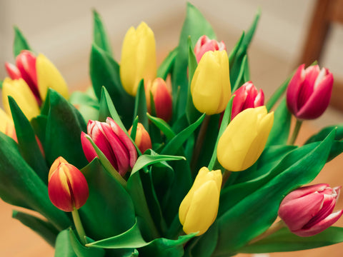 Yellow and red tulips