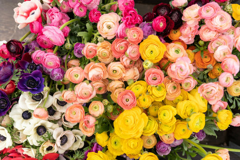 Colourful roses