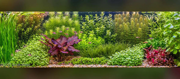 Dutch style aquascaping in an aquarium with colourful plants of varying species and heights decorating the tank