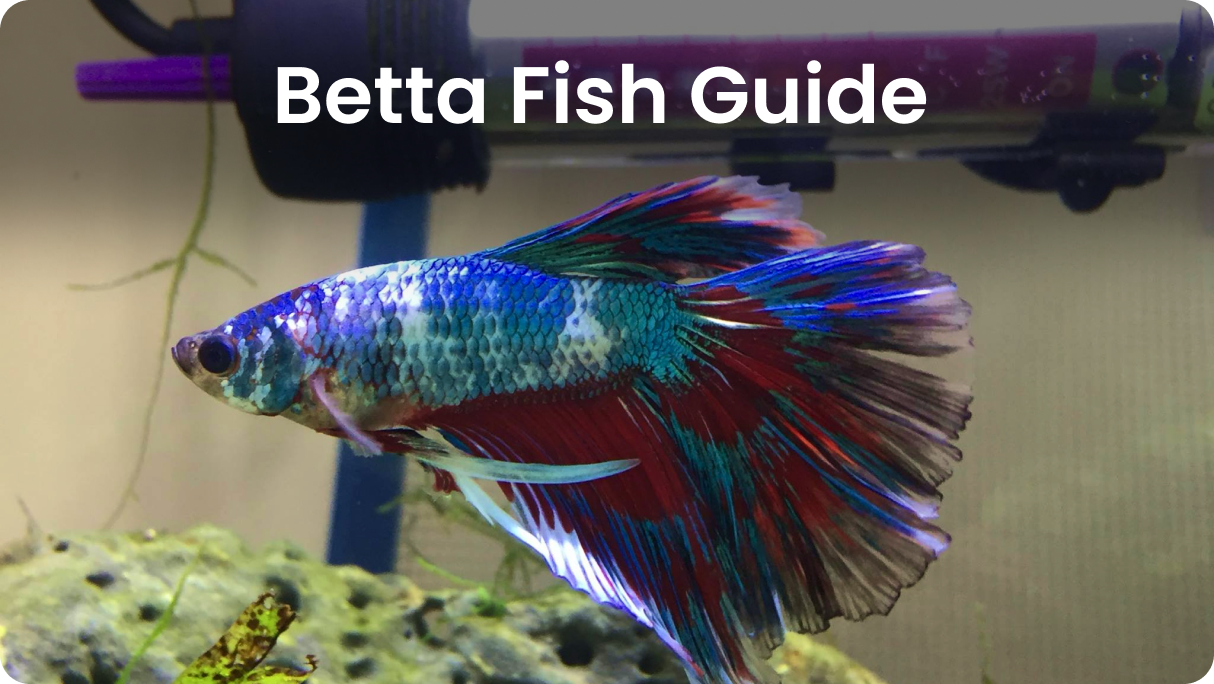 Betta Fish Care: The Definitive Guide For Your Betta – Nano Tanks Australia  Aquarium Shop