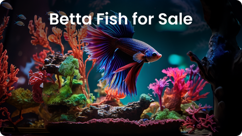 Featured image: a vibrant betta fish in a well set up aquarium with a text overlay that says “betta fish for sale"