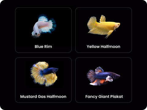 different betta fish types like types of halfmoon and plakat