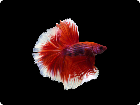 Rare rosetail betta