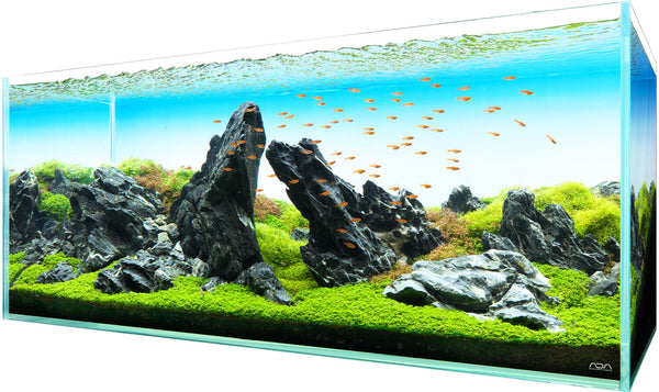 Iwagumi aquascaping featuring rocks, stones, plants, and live fish