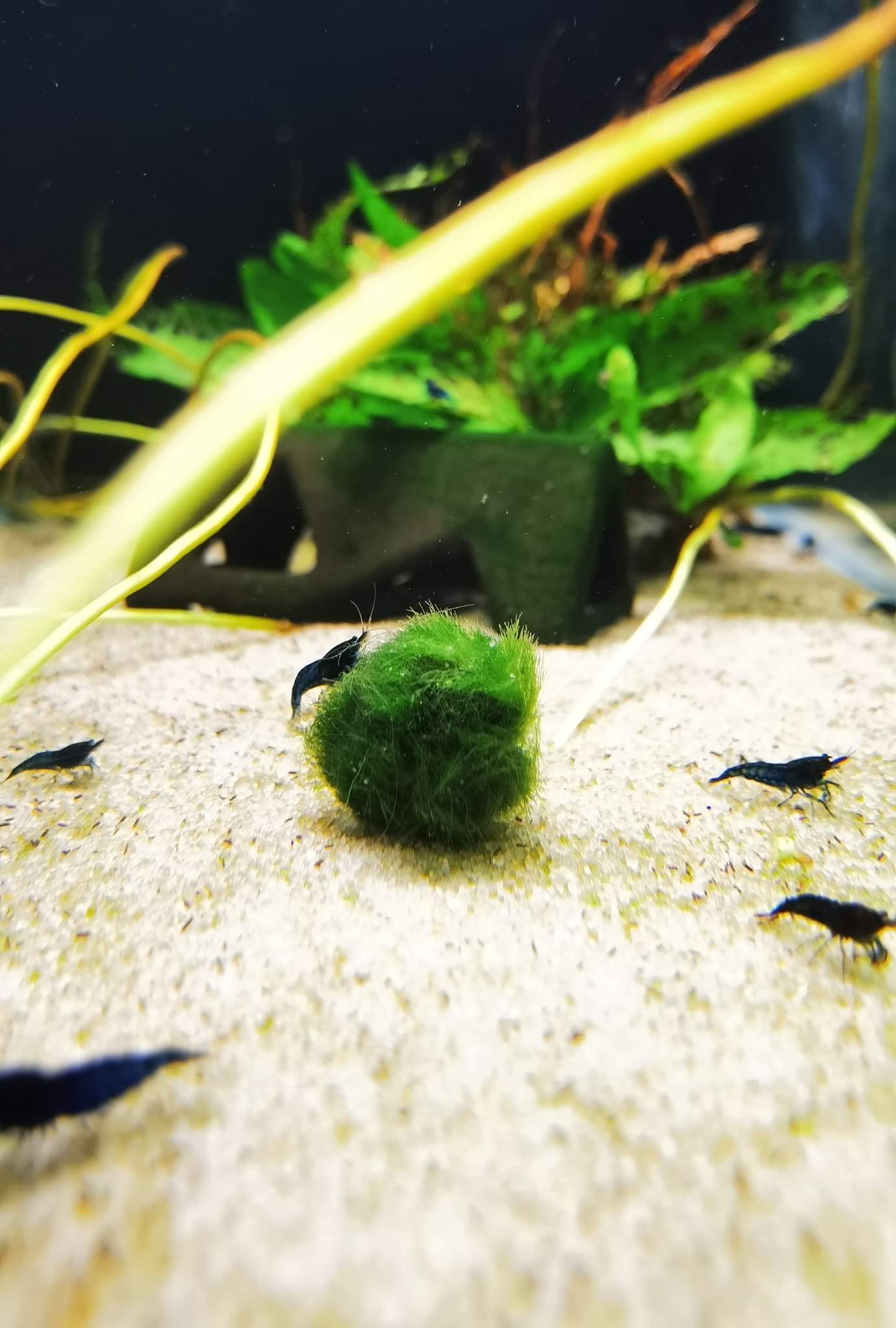 Aquarium Moss Ball for sale