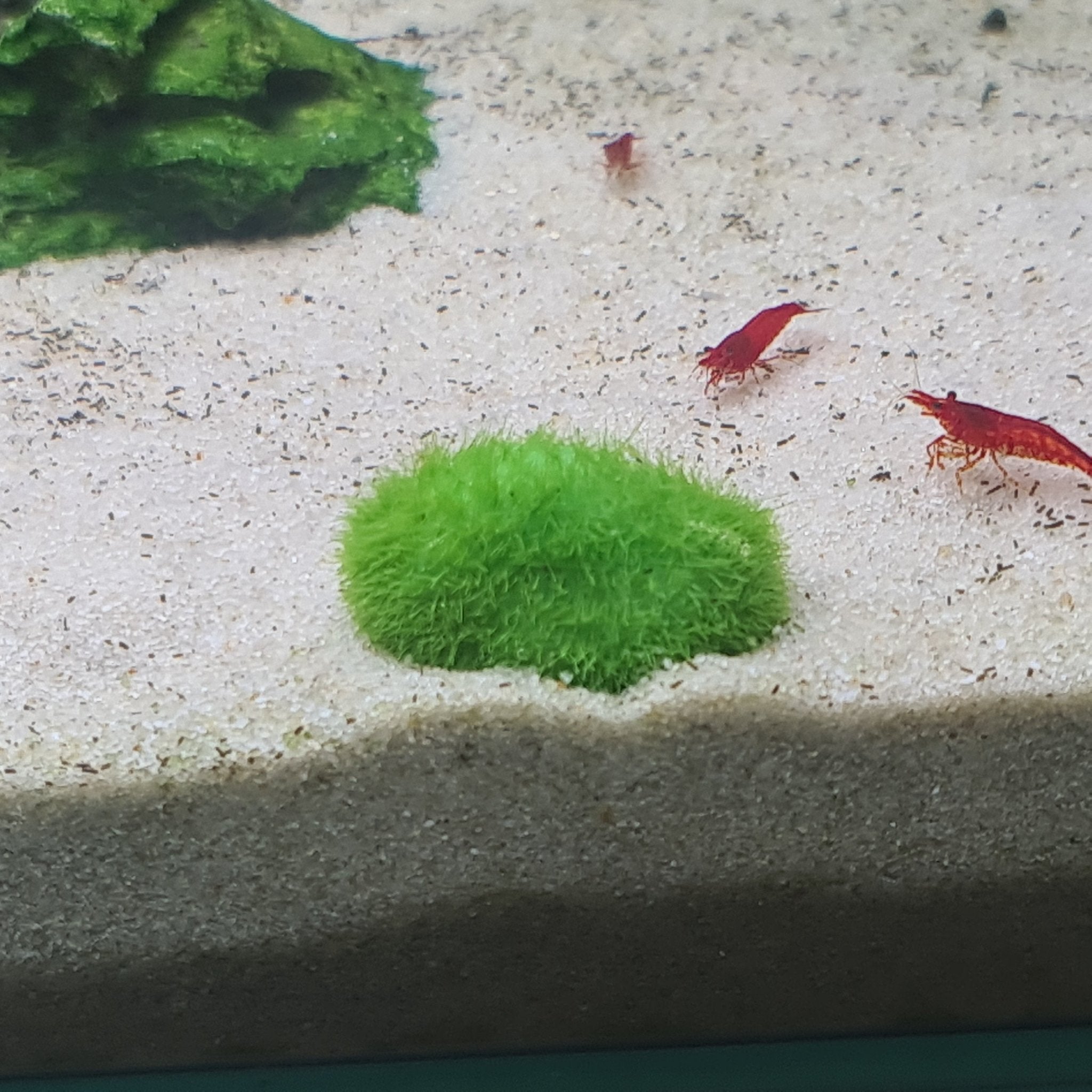 Marimo 