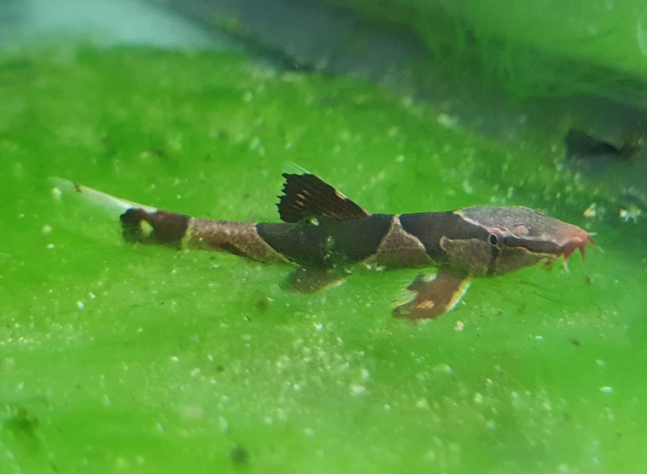 Lizard Fish – Nano Tanks Australia Aquarium Shop