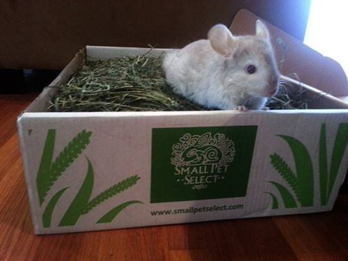 Small Pet Select Combo Pack, Timothy Hay (20 Lb.) And Rabbit Food (10 Lb.)