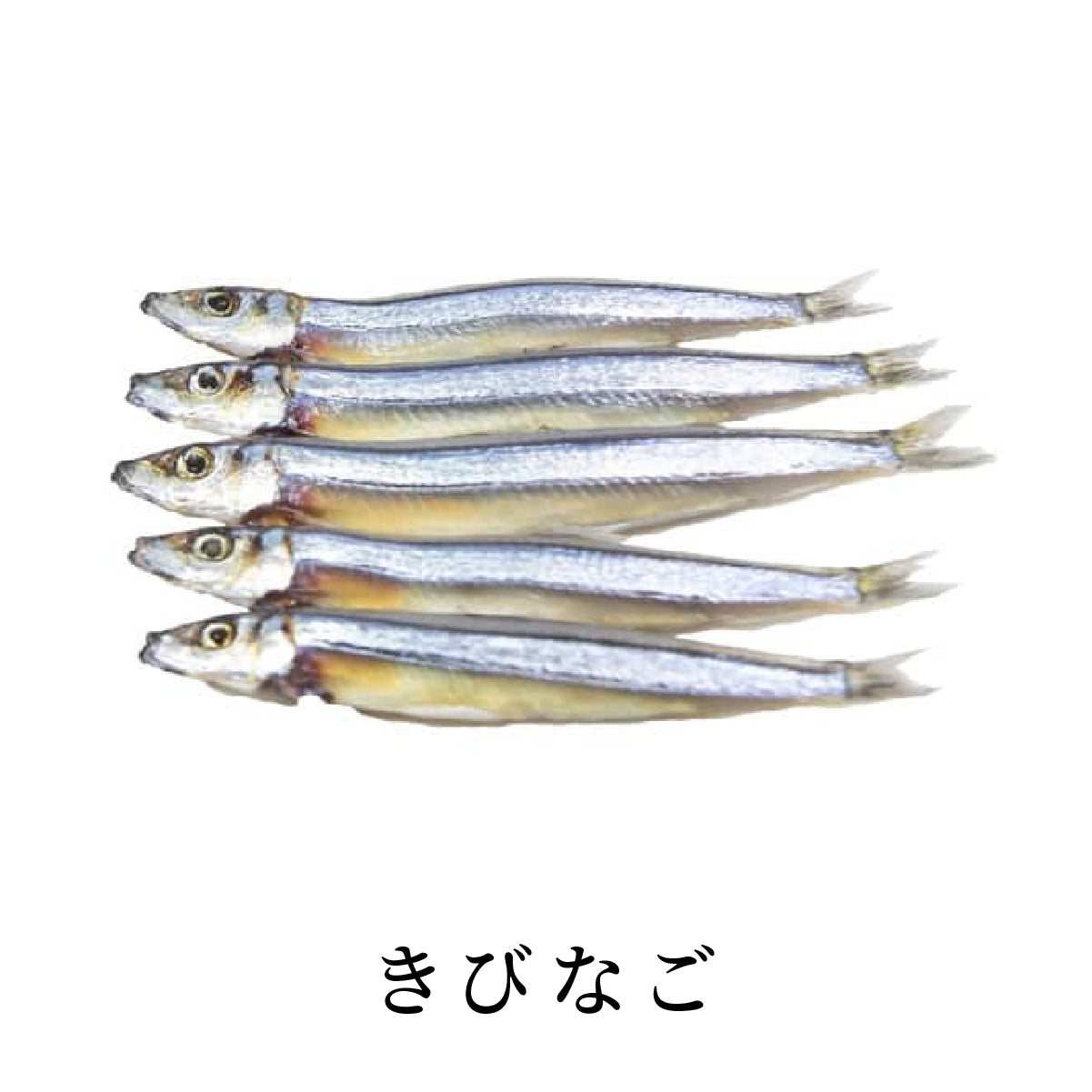 きびなご 真空パック 干物 一夜干し の通販 海産工房梅のや