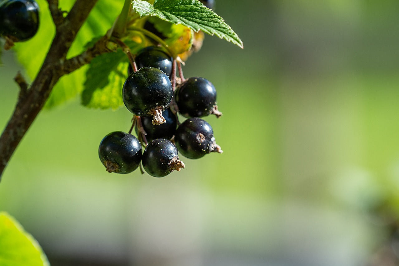 Ribes nero (Ribes Nigrum L.) – Dott. C. Cagnola