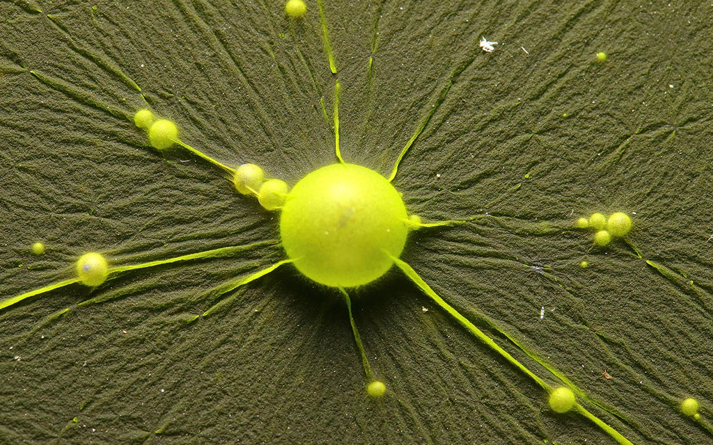 algae cyanobacteria