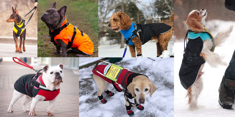Diverse Hunde, mit Windhundmantel, Hundemantel, Chilly Dogs