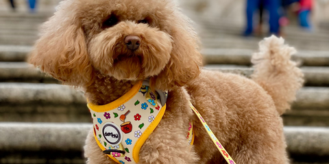 Arnés antitirones para perros pequeños – Demmy