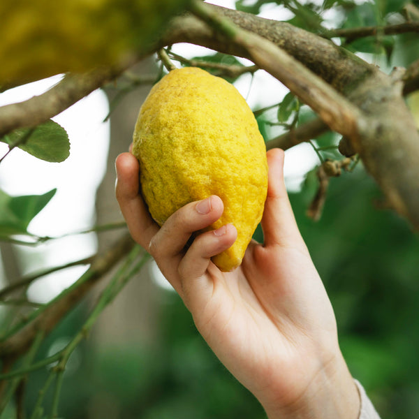 An Amalfi lemon used to make pesto
