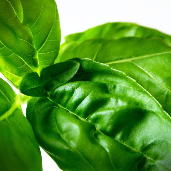 Basil leaves