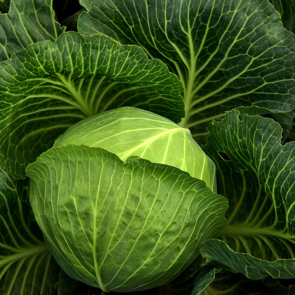 A cabbage, very much part of your 5 a day