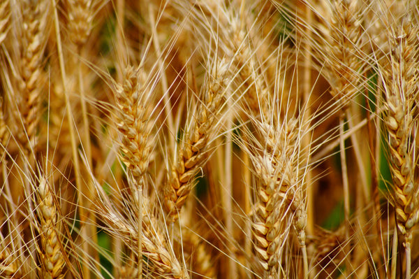 Durum wheat