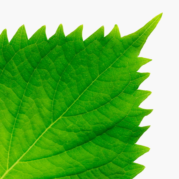 AlLeaf of the Japanese herb, shiso