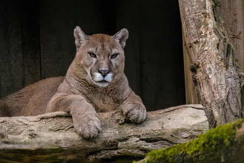 Cougar on branch