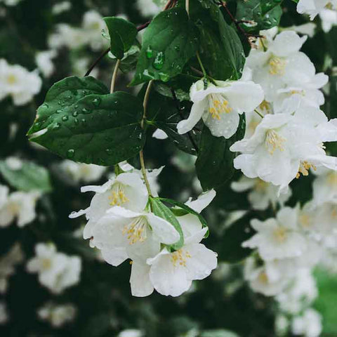 Jasmine flowers