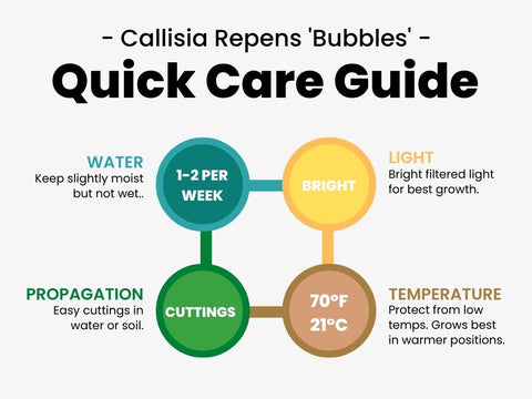 Callisia Bubbles Care