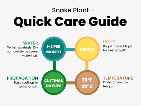 snake plant care guide