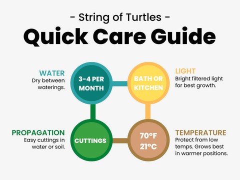 String Of Turtles Plant Care Guide