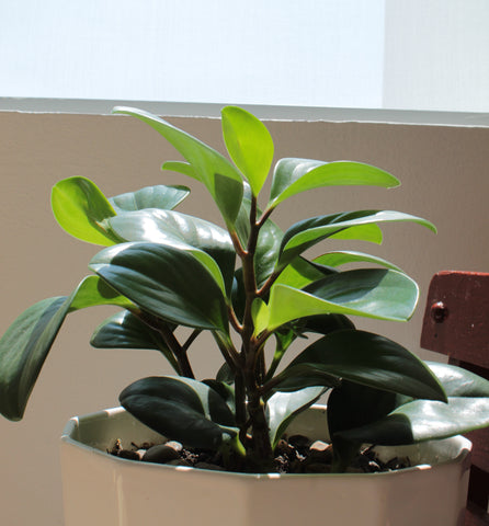 Baby Rubber Plant Care Guide