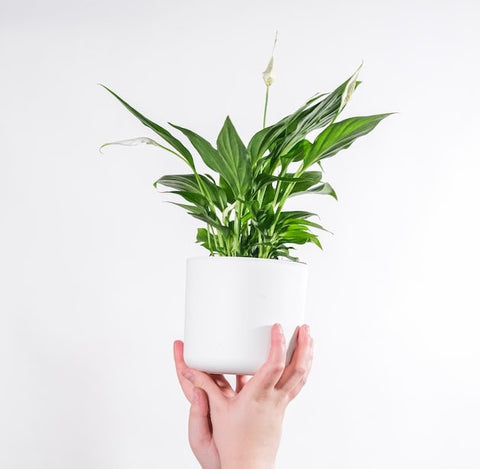 Peace Lily care guide