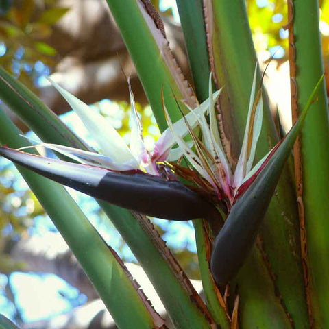 giant Bird Of Paradise flower