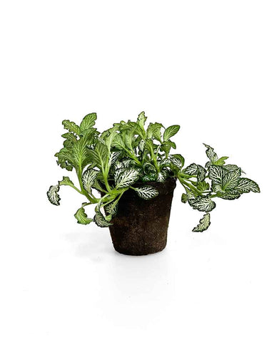 Fittonia Plant Care