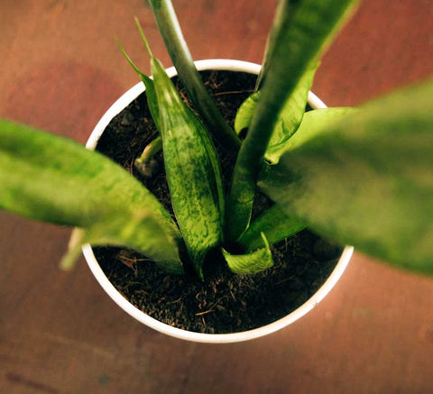 how to grow snake plant