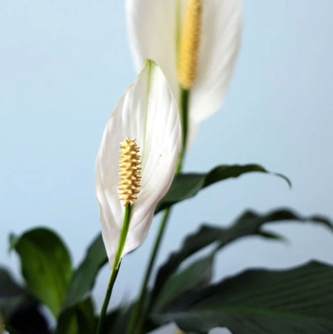 peace lily flower